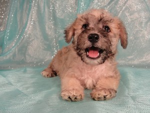 Male schnoodle|Puppies for sale|Shipping $150